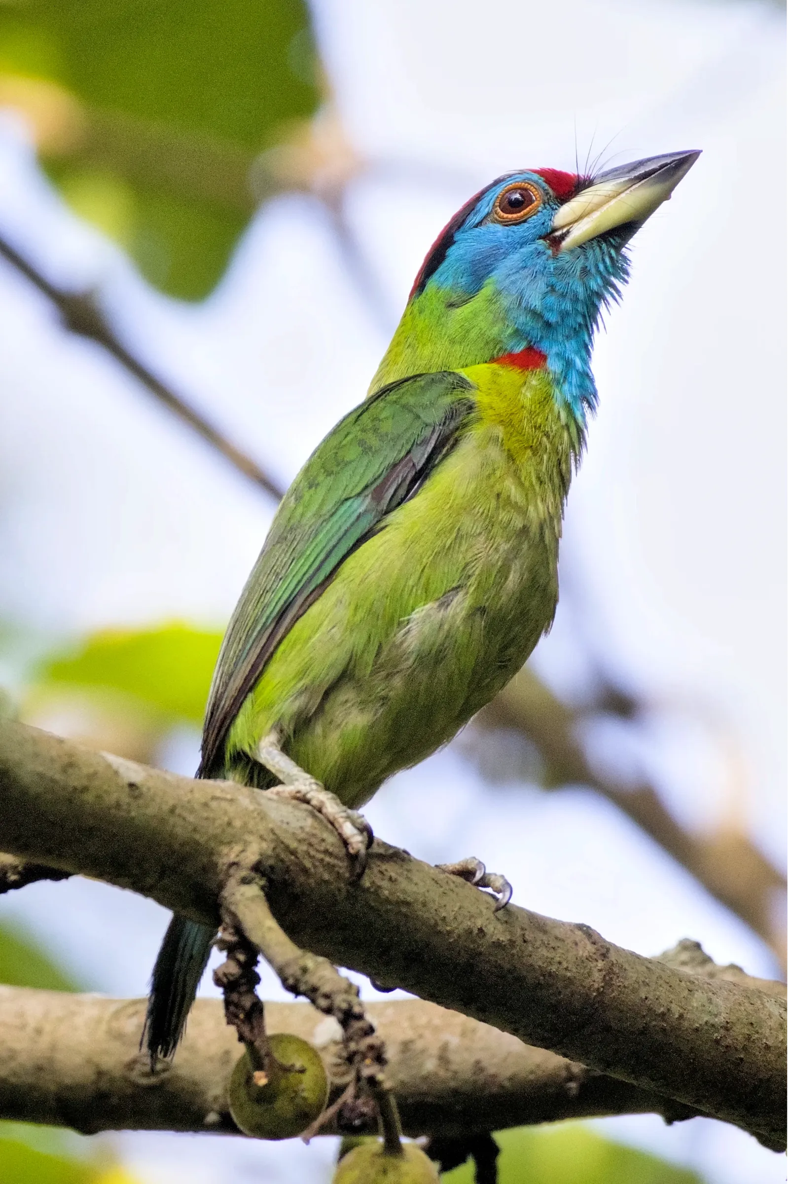 Blue-throated Barbet, a green barbet with a blue face, in a tree in Tinsukia
