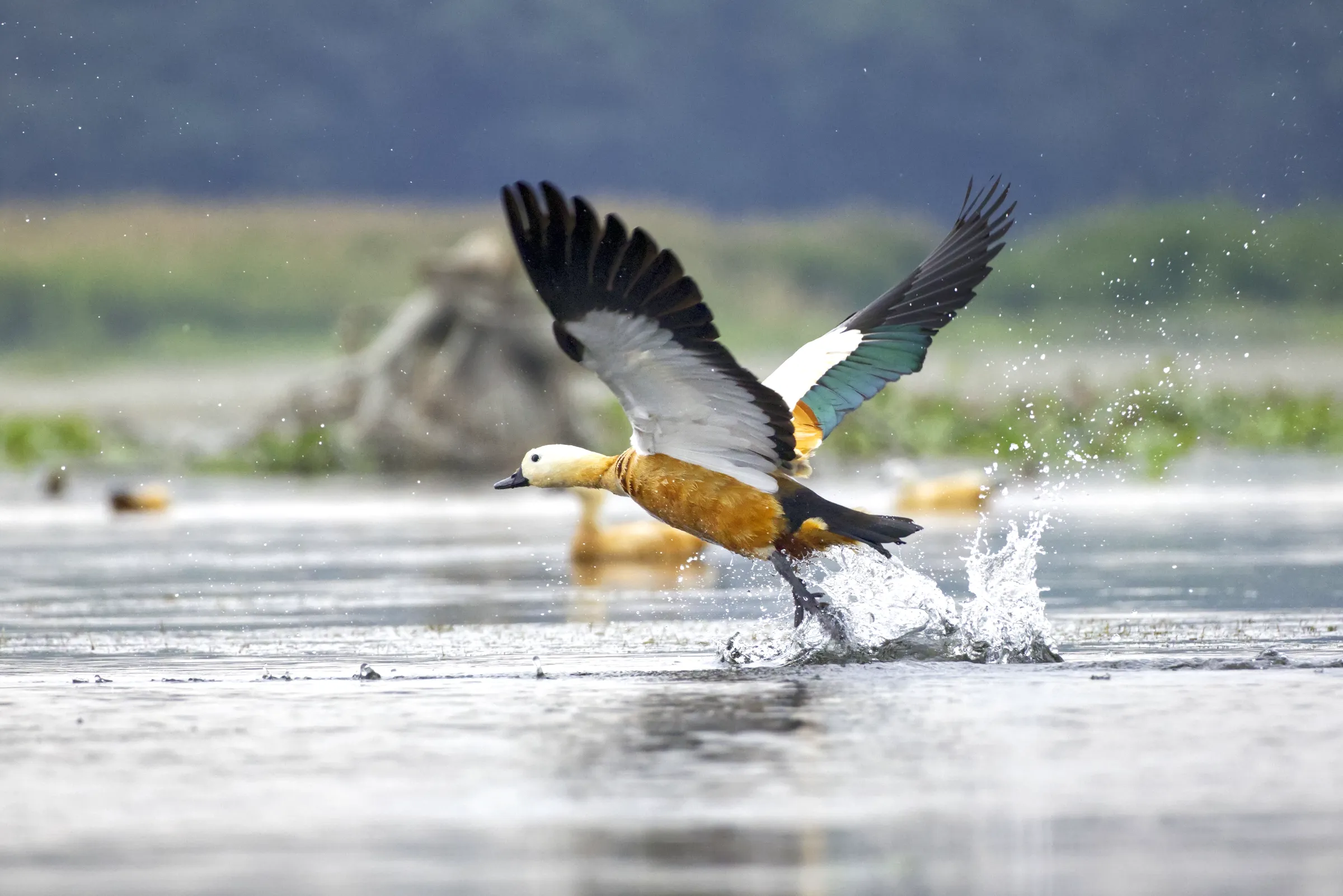 Ruddy Shelduck lifting off from water in Tinsukia, Assam
