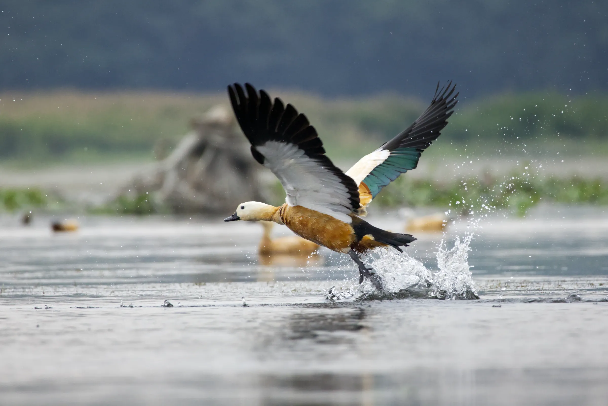 Birds of Tinsukia