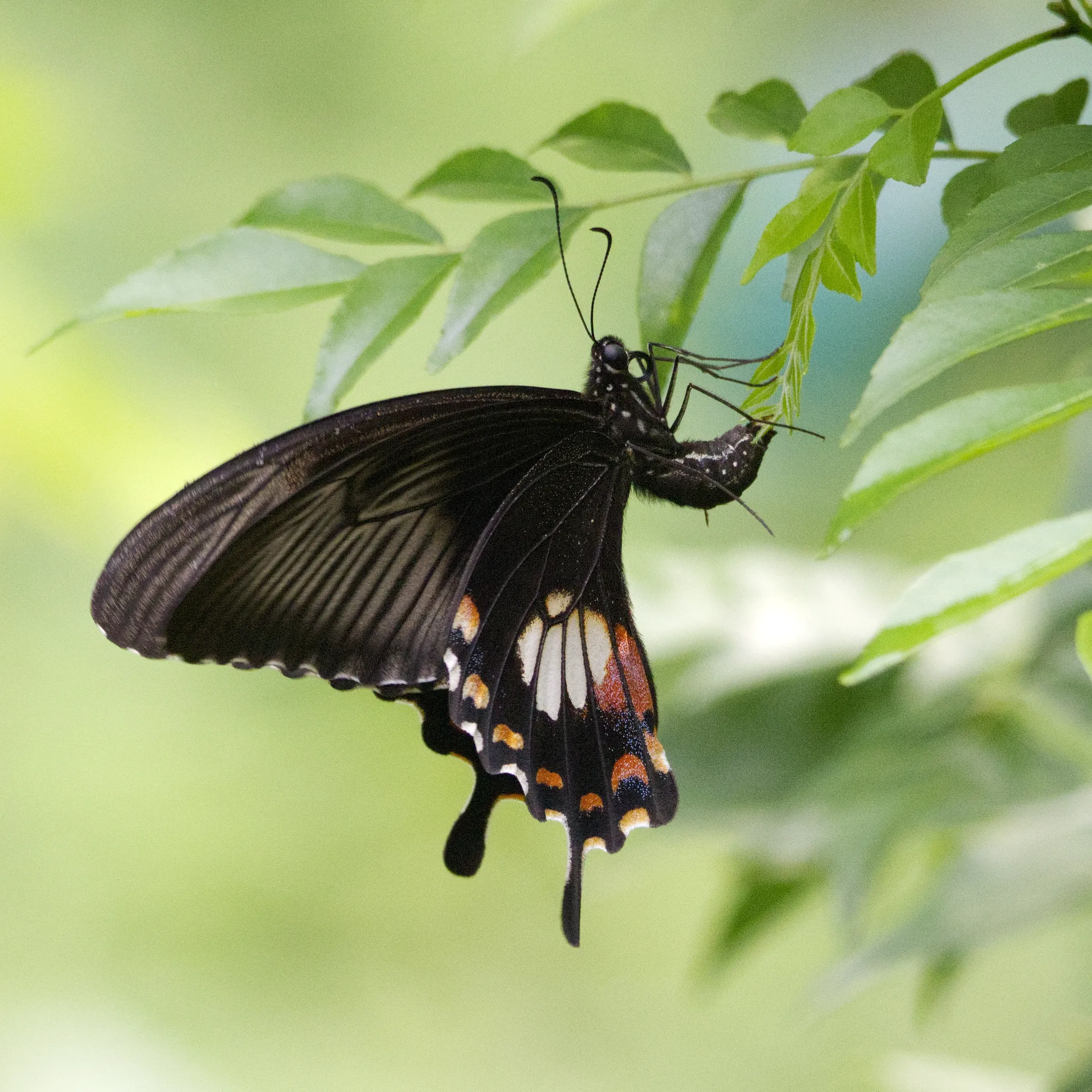 Butterflies and moths of Tinsukia