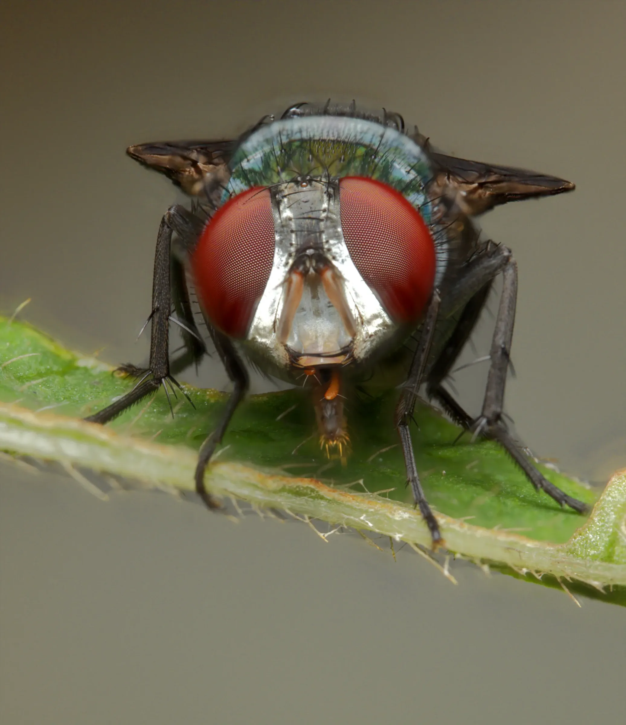 Insects of Tinsukia