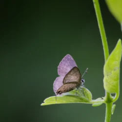 Common Hedge Blue Common Hedge Blue (Acytolepis puspa) – Family: Lycaenidae