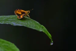 Indian Skipper Indian Skipper