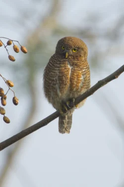 Glaucidium cuculoides