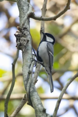 Cinereous Tit Parus cinereus