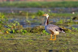 Bar Headed Goose Anser indicus