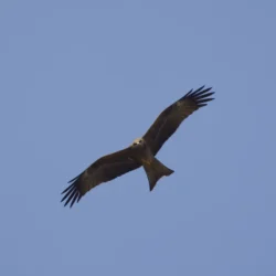 Black Kite Milvus migrans