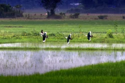 Cotton Pygmy Goose Nettapus coromandelianus