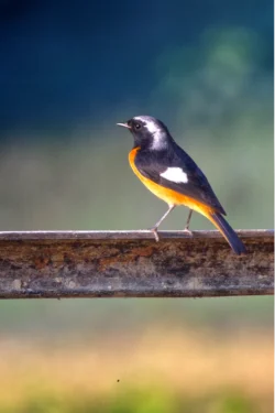 Daurian Redstat Phoenicurus auroreus