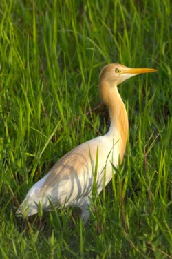 Eastern Cattle Egret Breeding Adult Bubulcus coromandus