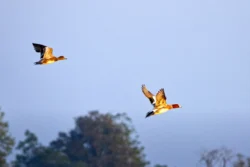 Eurasian Wigeon Mareca penelope