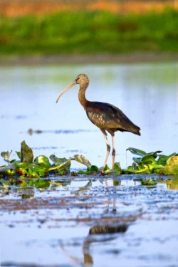 Plegadis falcinellus