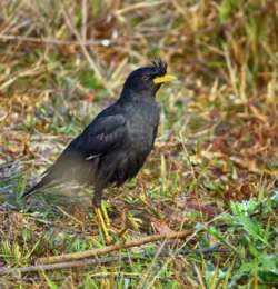 Jungle Myna Acridotheres fuscus