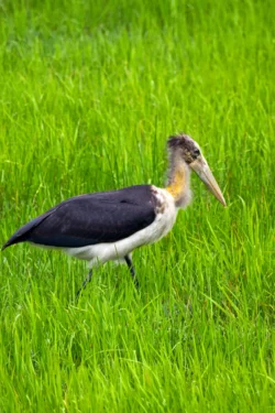 Leptoptilos javanicus