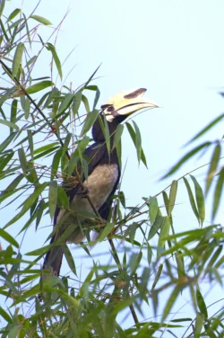 Anthracoceros albirostris