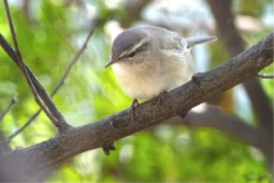 Phylloscopus fuscatus